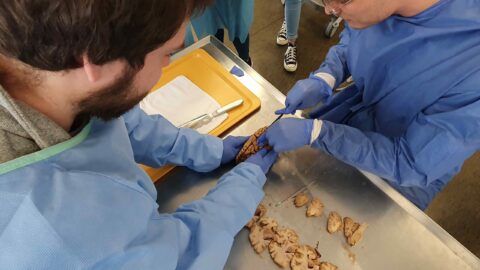 Assisted Brain dissection (Image A. Dakkouri-Baldauf)