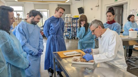 Assisted Brain dissection (Image: S. Kuth)